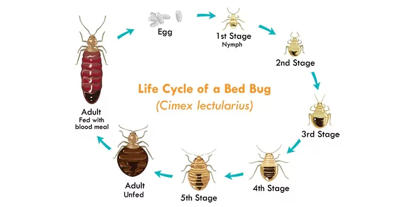 bed bug life circle in dubai